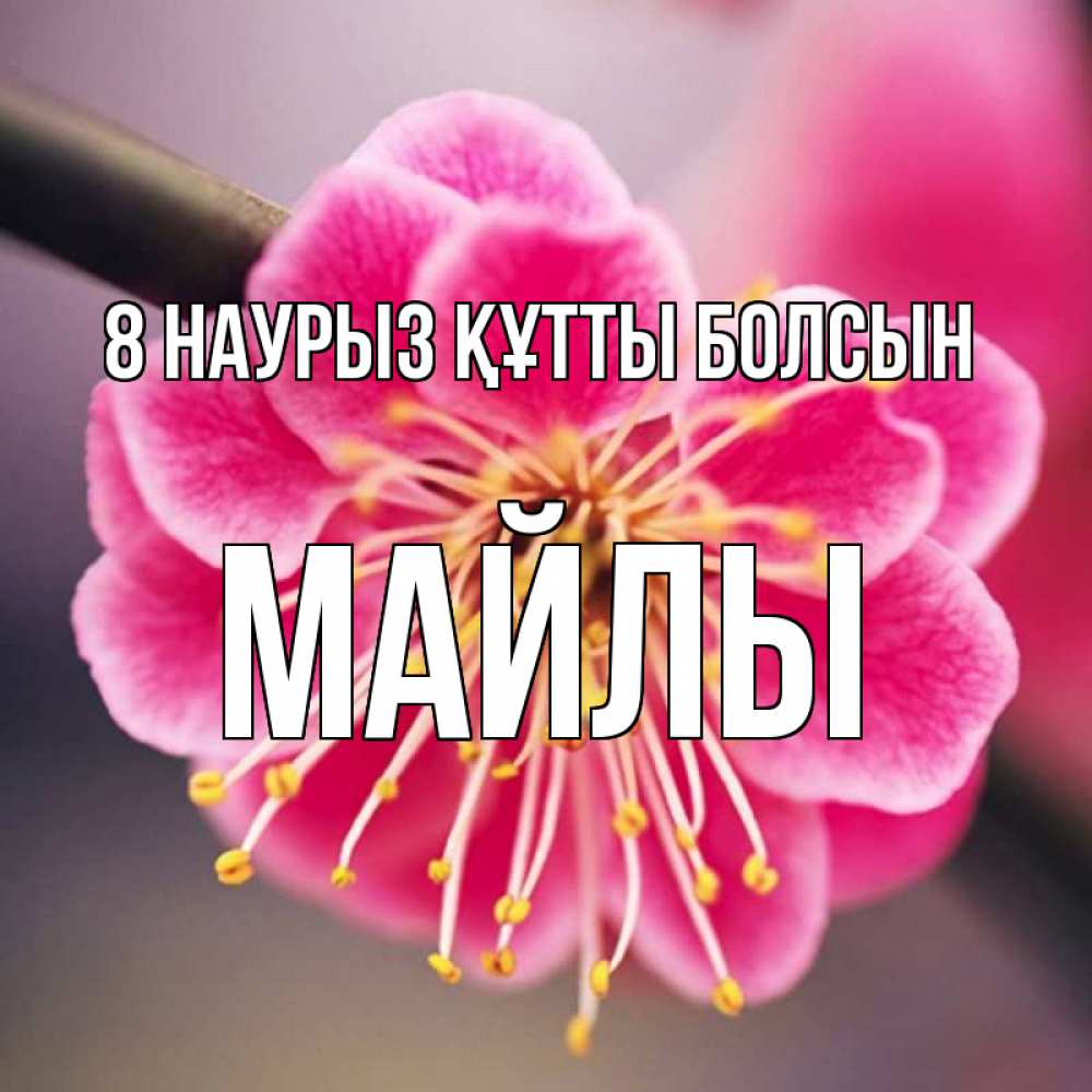 Күн сайын ашық хат с именем, МАЙЛЫ 8 наурыз құтты болсын цветы Онлайн тегін жүктеп алу тілектері бар керемет карта 