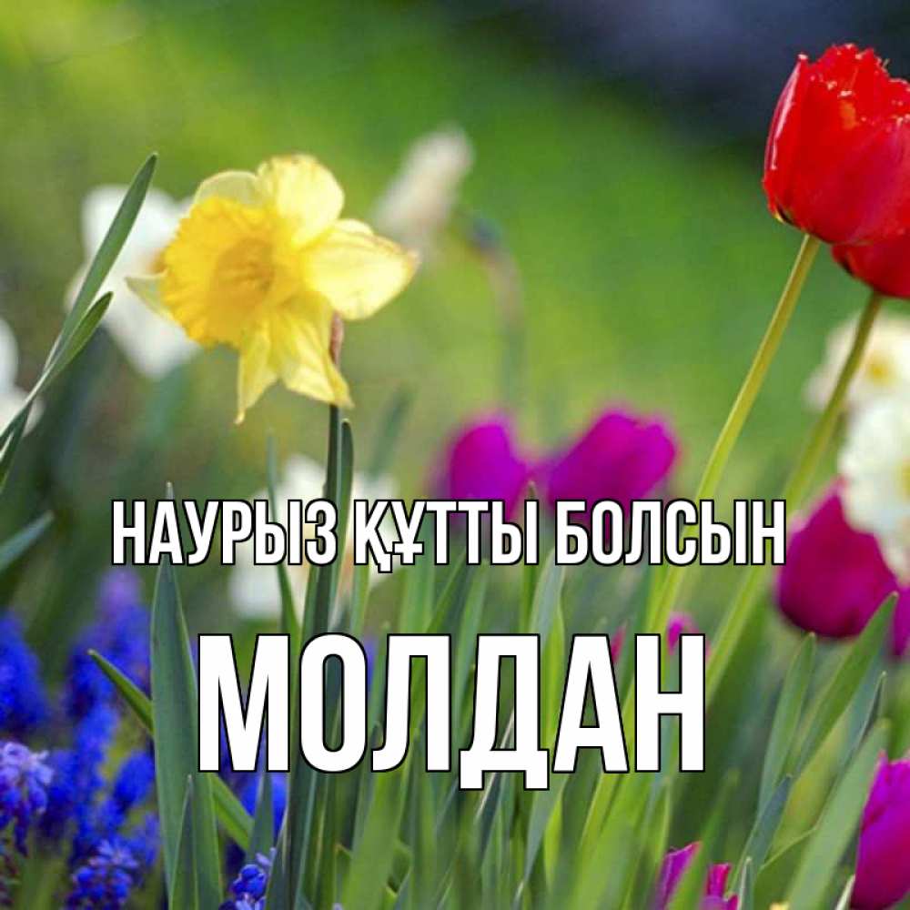 Күн сайын ашық хат с именем, МОЛДАН Наурыз құтты болсын наурыз  3 открытки Онлайн тегін жүктеп алу тілектері бар керемет карта 
