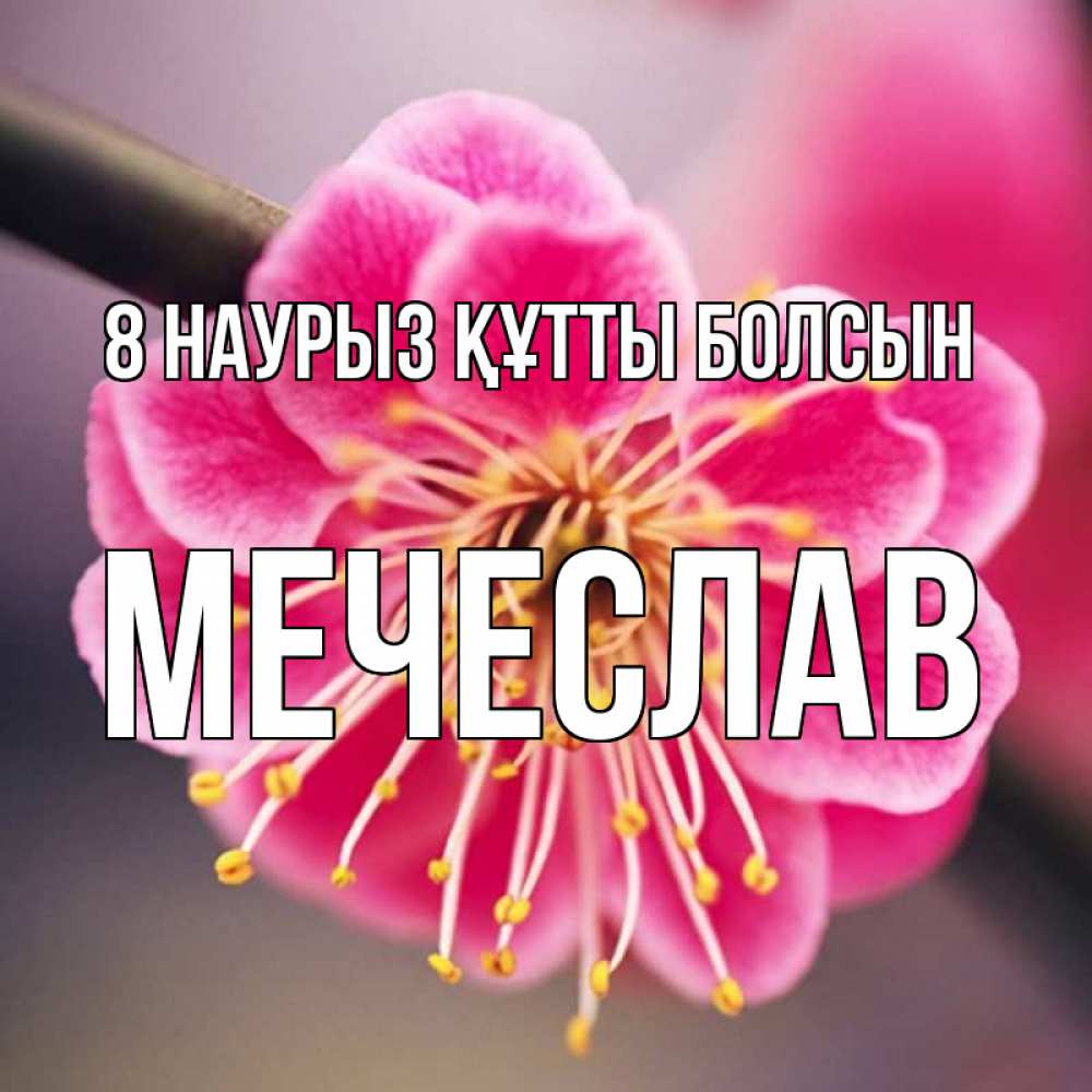 Күн сайын ашық хат с именем, Мечеслав 8 наурыз құтты болсын цветы Онлайн тегін жүктеп алу тілектері бар керемет карта 