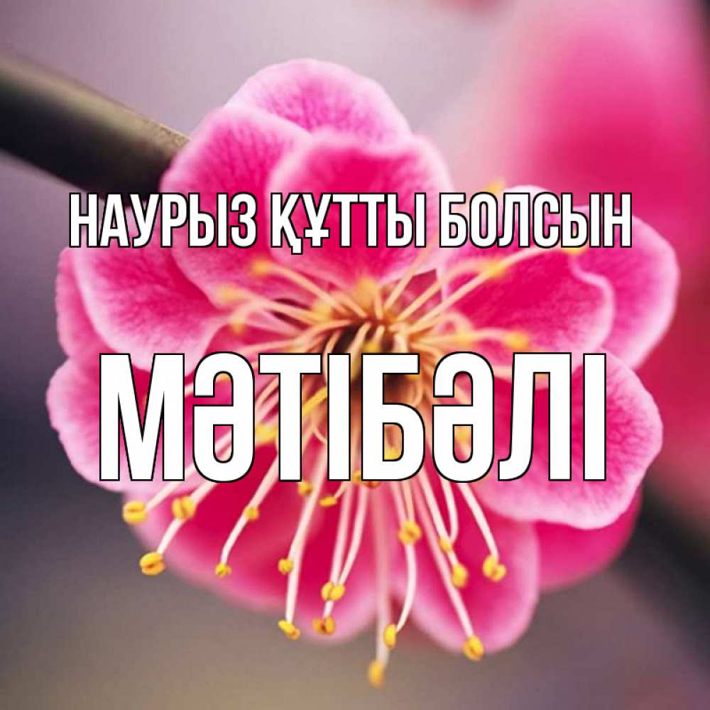Күн сайын ашық хат с именем, МӘТІБӘЛІ Наурыз құтты болсын цветы Онлайн тегін жүктеп алу тілектері бар керемет карта 