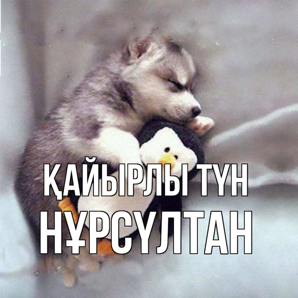 Күн сайын ашық хат с именем, НҰРСҮЛТАН Қайырлы түн обнимашки щенка и пингвина Онлайн тегін жүктеп алу тілектері бар керемет карта 