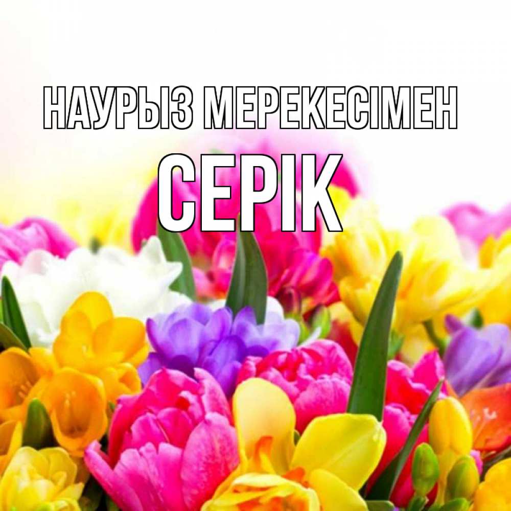 Күн сайын ашық хат с именем, СЕРІК Наурыз мерекесімен тюльпаны Онлайн тегін жүктеп алу тілектері бар керемет карта 
