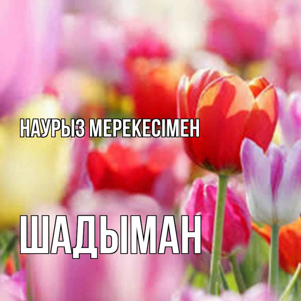 Күн сайын ашық хат с именем, ШАДЫМАН Наурыз мерекесімен праздник весны наурыз 67 Онлайн тегін жүктеп алу тілектері бар керемет карта 