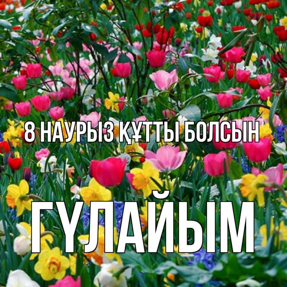 Күн сайын ашық хат с именем, ГҮЛАЙЫМ 8 наурыз құтты болсын с международным женским днем поздравления для женщины Онлайн тегін жүктеп алу тілектері бар керемет карта 