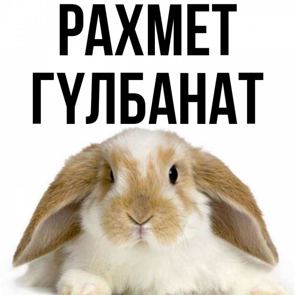 Күн сайын ашық хат с именем, ГҮЛБАНАТ рахмет коричнево белый заяц Онлайн тегін жүктеп алу тілектері бар керемет карта 