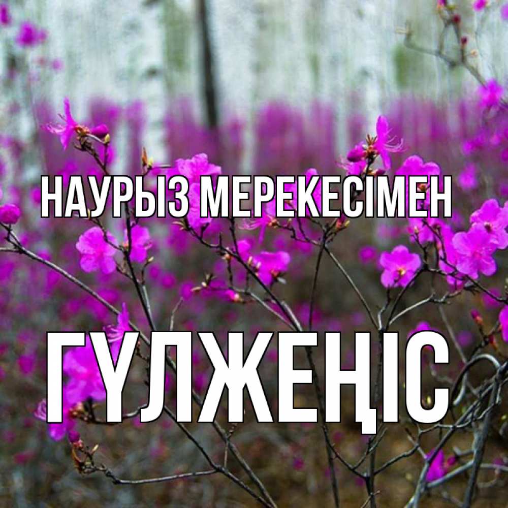 Күн сайын ашық хат с именем, ГҮЛЖЕҢІС Наурыз мерекесімен дикие цветы Онлайн тегін жүктеп алу тілектері бар керемет карта 
