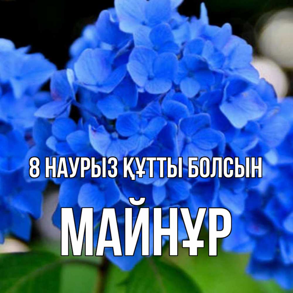 Күн сайын ашық хат с именем, МАЙНҰР 8 наурыз құтты болсын синие цветы Онлайн тегін жүктеп алу тілектері бар керемет карта 