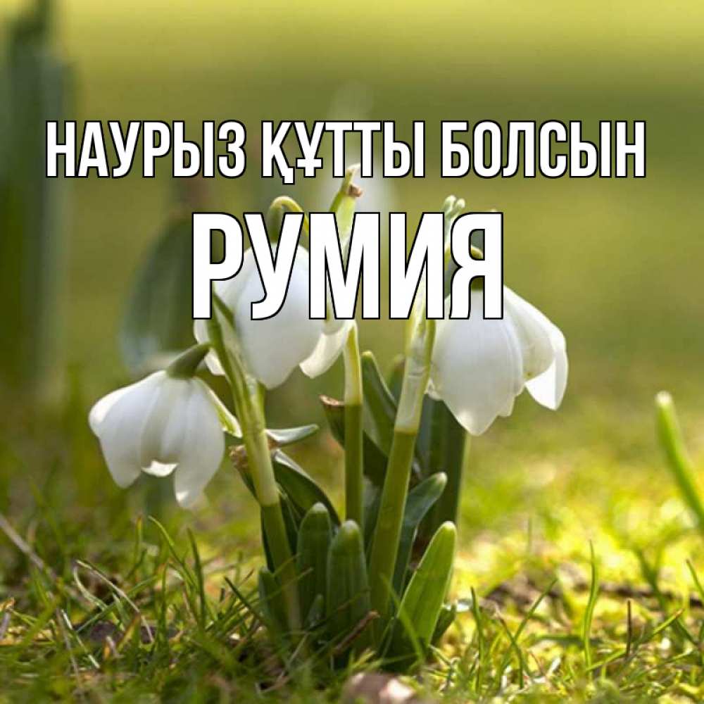 Күн сайын ашық хат с именем, Румия Наурыз құтты болсын ранние цветы 2 Онлайн тегін жүктеп алу тілектері бар керемет карта 