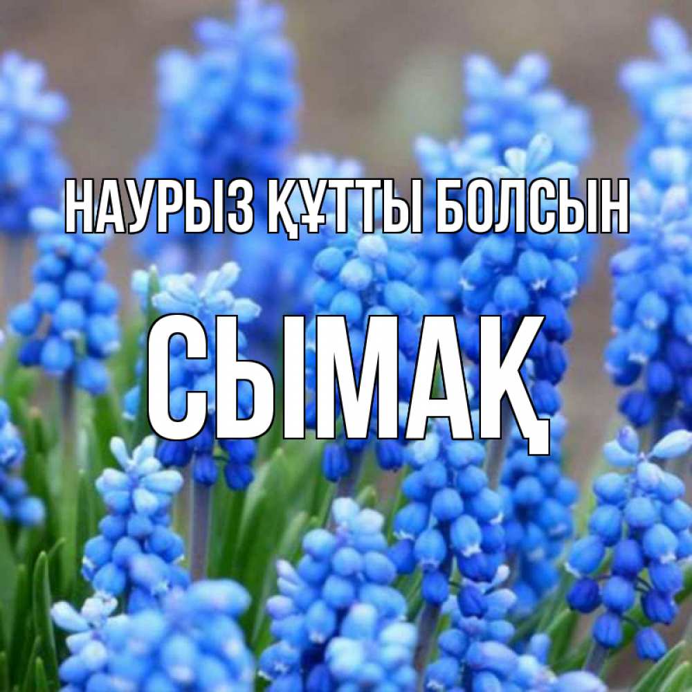 Күн сайын ашық хат с именем, СЫМАҚ Наурыз құтты болсын Поздравительная открытка для женщин с цветами на праздничную дату Онлайн тегін жүктеп алу тілектері бар керемет карта 