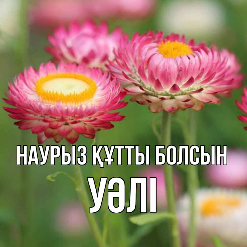 Күн сайын ашық хат с именем, УӘЛІ Наурыз құтты болсын подарок на международный женский день Онлайн тегін жүктеп алу тілектері бар керемет карта 