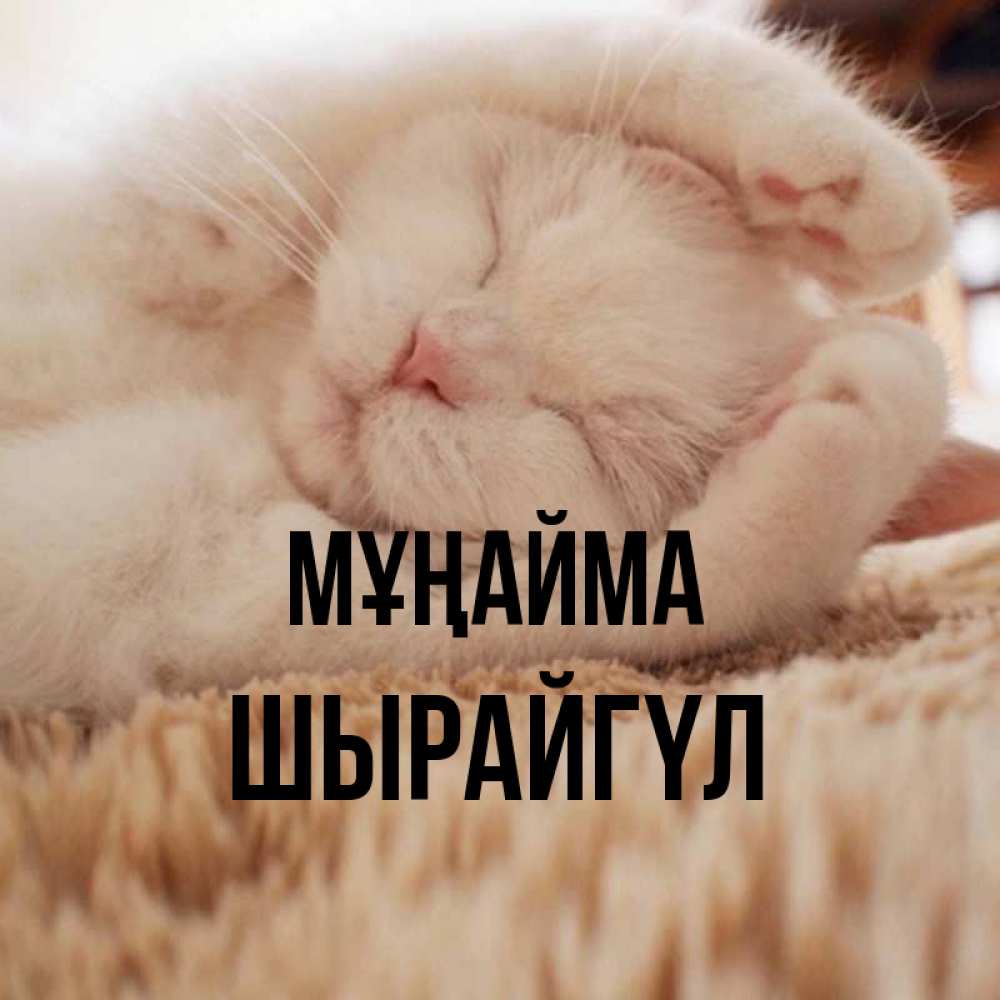 Күн сайын ашық хат с именем, ШЫРАЙГҮЛ Мұңайма Котенок спит Онлайн тегін жүктеп алу тілектері бар керемет карта 