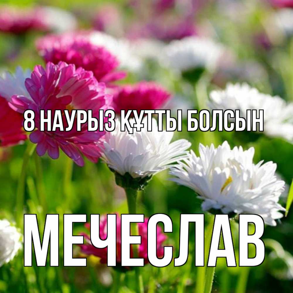 Күн сайын ашық хат с именем, Мечеслав 8 наурыз құтты болсын международный женский день 1 Онлайн тегін жүктеп алу тілектері бар керемет карта 