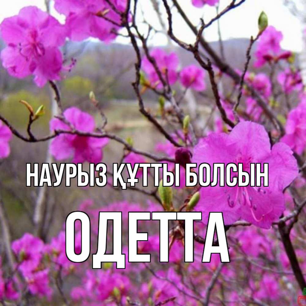 Күн сайын ашық хат с именем, Одетта Наурыз құтты болсын наурыз мейрамы кутты болсын Онлайн тегін жүктеп алу тілектері бар керемет карта 