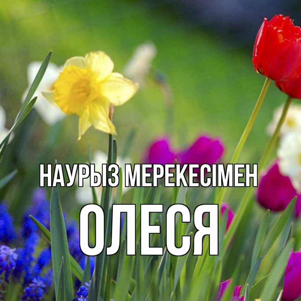 Күн сайын ашық хат с именем, Олеся Наурыз мерекесімен праздник весны наурыз 3 Онлайн тегін жүктеп алу тілектері бар керемет карта 