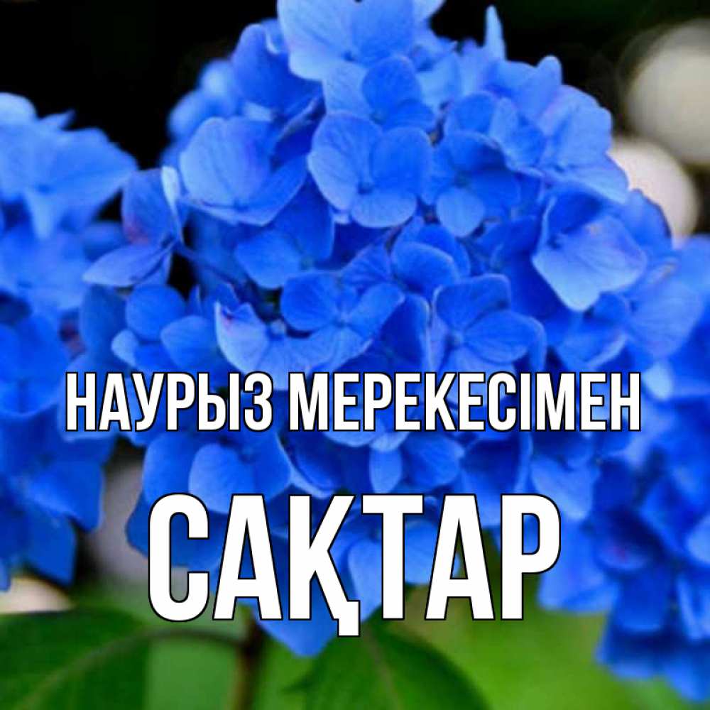 Күн сайын ашық хат с именем, САҚТАР Наурыз мерекесімен синие цветы Онлайн тегін жүктеп алу тілектері бар керемет карта 