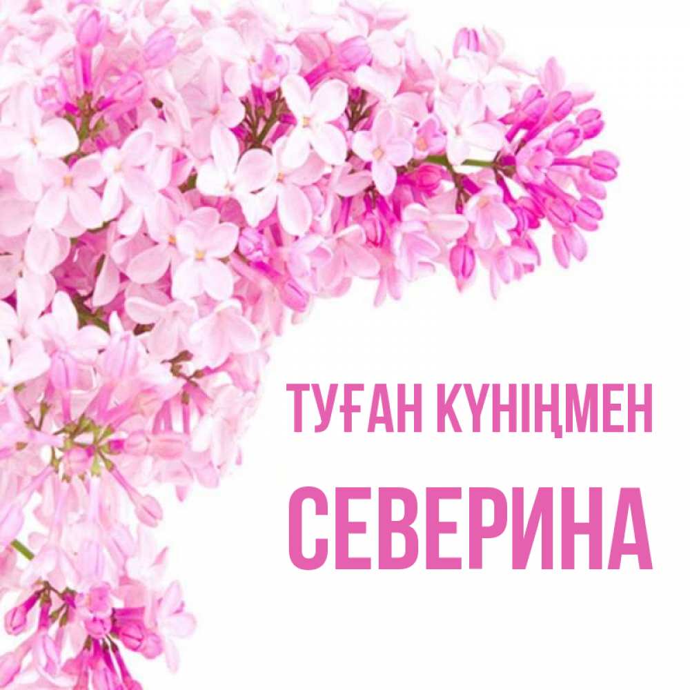Күн сайын ашық хат с именем, Северина Туған күніңмен Сирень на белом фоне Онлайн тегін жүктеп алу тілектері бар керемет карта 