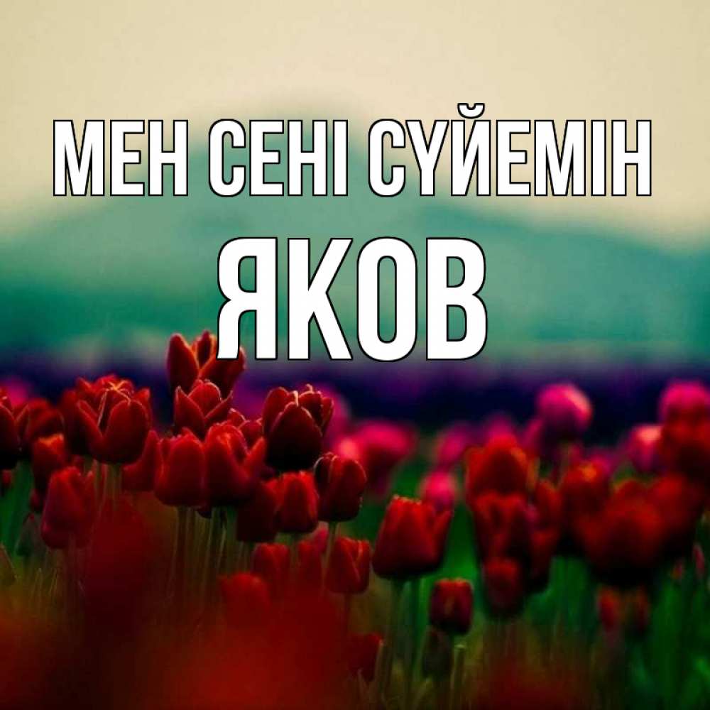 Күн сайын ашық хат с именем, Яков Мен сені сүйемін тюльпаны 4 Онлайн тегін жүктеп алу тілектері бар керемет карта 