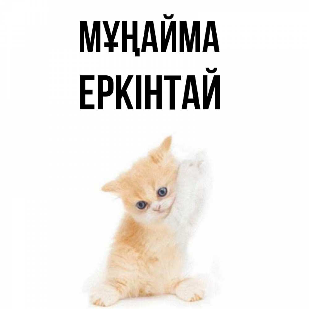 Күн сайын ашық хат с именем, Еркінтай Мұңайма просящий кот Онлайн тегін жүктеп алу тілектері бар керемет карта 