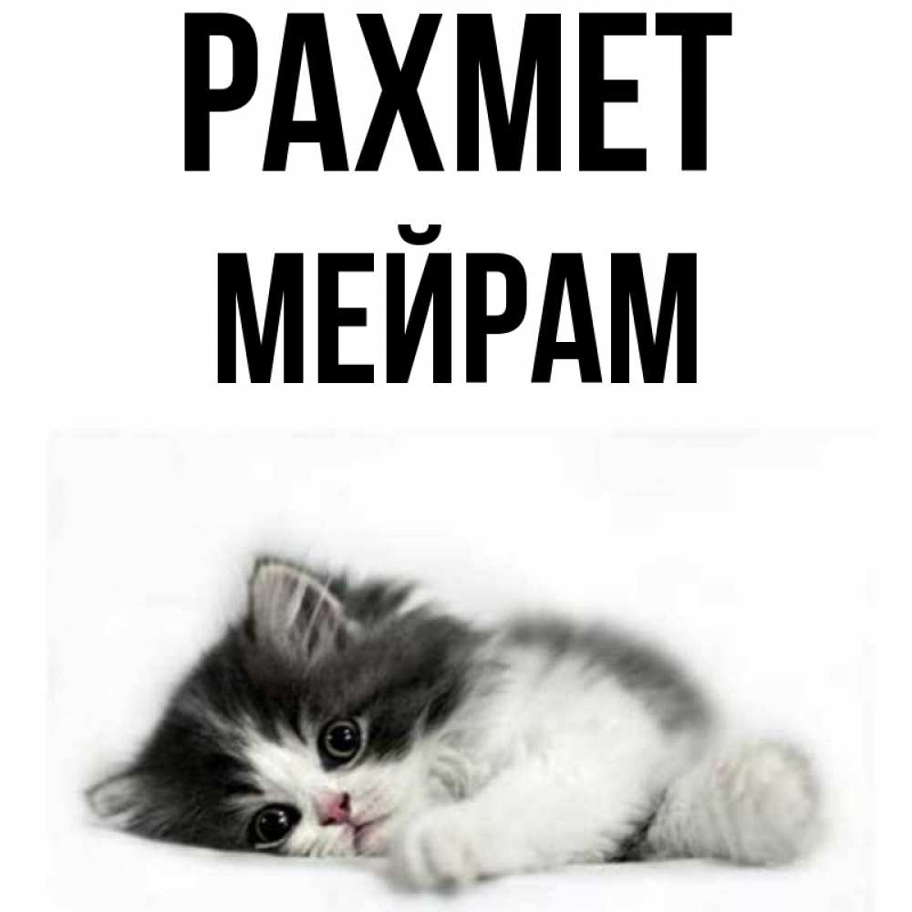 Күн сайын ашық хат с именем, МЕЙРАМ рахмет черный и белый кот Онлайн тегін жүктеп алу тілектері бар керемет карта 