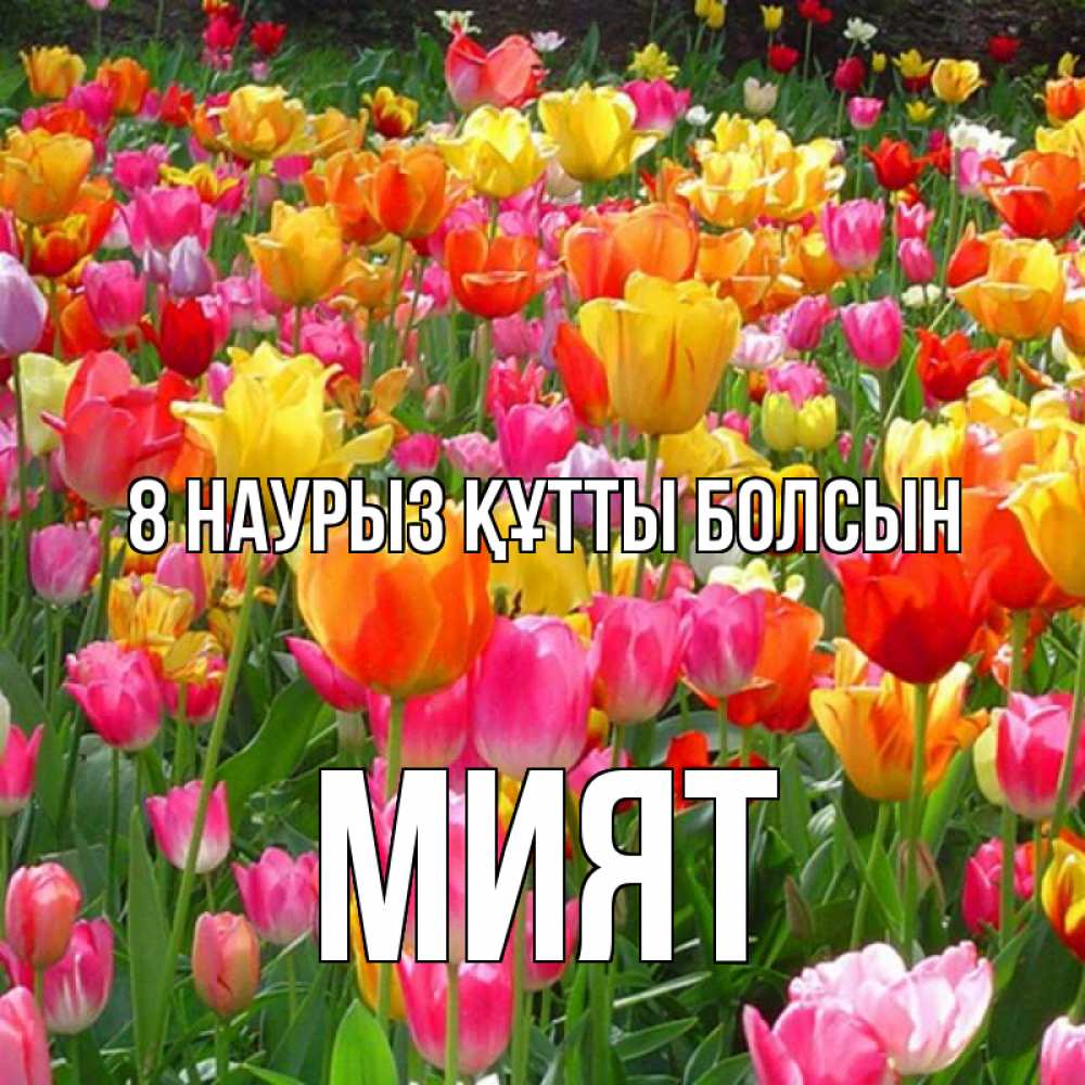 Күн сайын ашық хат с именем, МИЯТ 8 наурыз құтты болсын на международный женский день Онлайн тегін жүктеп алу тілектері бар керемет карта 