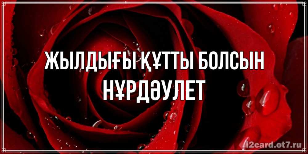 Күн сайын ашық хат с именем, НҰРДӘУЛЕТ Жылдығы құтты болсын крупная бордовая роза Онлайн тегін жүктеп алу тілектері бар керемет карта 