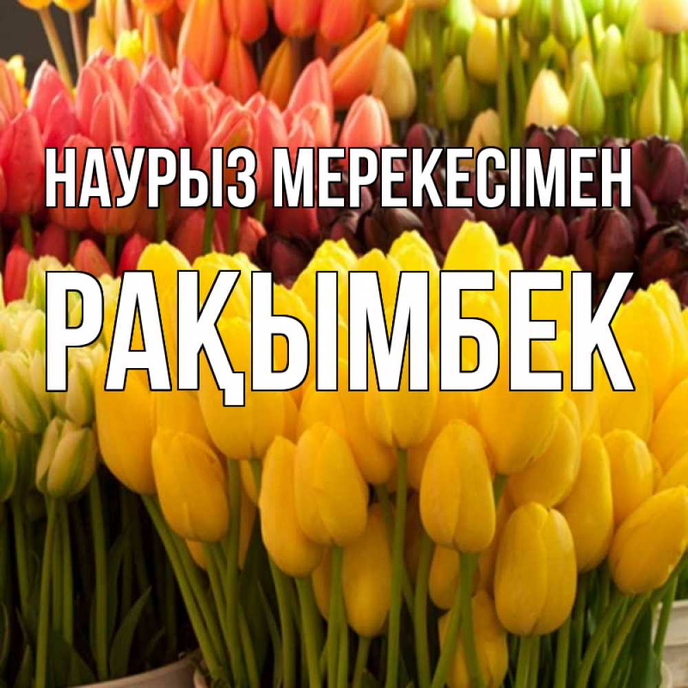 Күн сайын ашық хат с именем, Рақымбек Наурыз мерекесімен цветы Онлайн тегін жүктеп алу тілектері бар керемет карта 