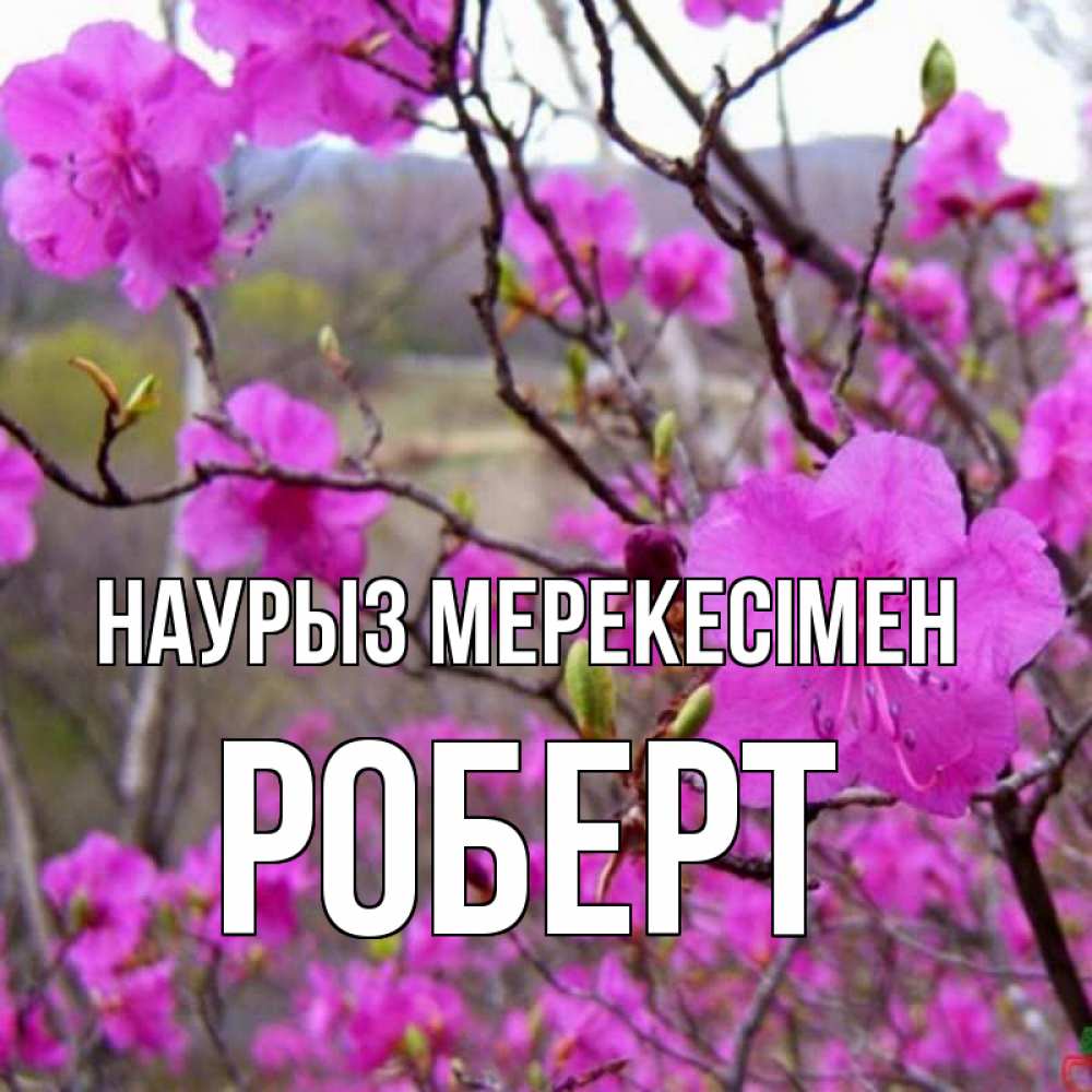 Күн сайын ашық хат с именем, Роберт Наурыз мерекесімен праздник весны наурыз Онлайн тегін жүктеп алу тілектері бар керемет карта 