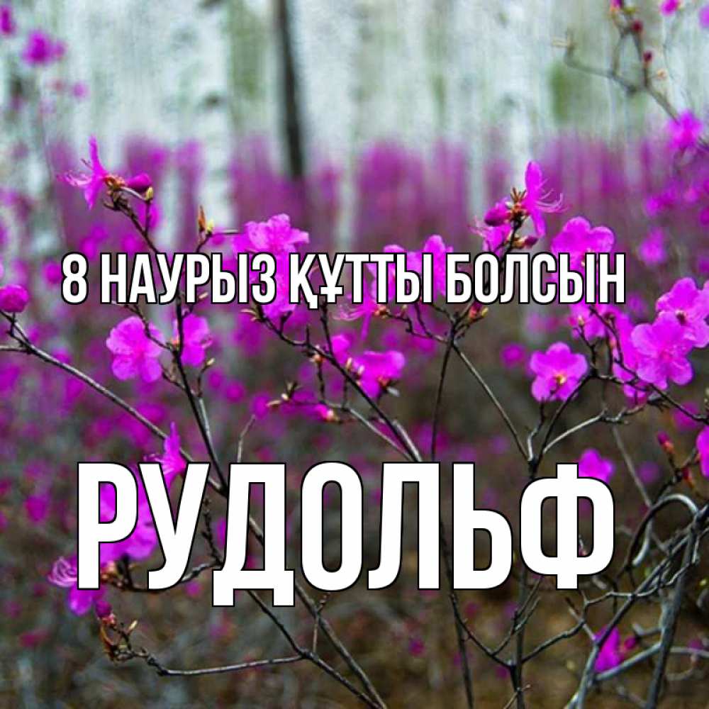 Күн сайын ашық хат с именем, Рудольф 8 наурыз құтты болсын дикие цветы Онлайн тегін жүктеп алу тілектері бар керемет карта 