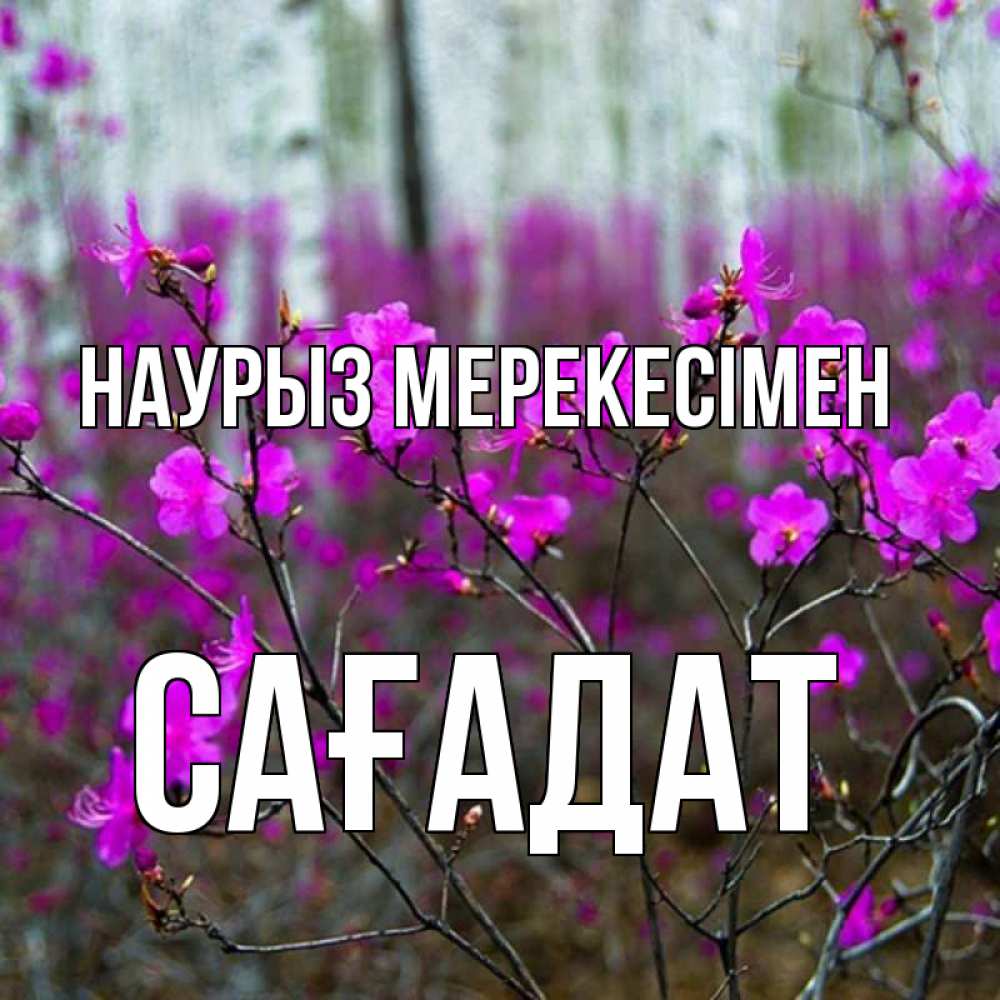 Күн сайын ашық хат с именем, САҒАДАТ Наурыз мерекесімен дикие цветы Онлайн тегін жүктеп алу тілектері бар керемет карта 
