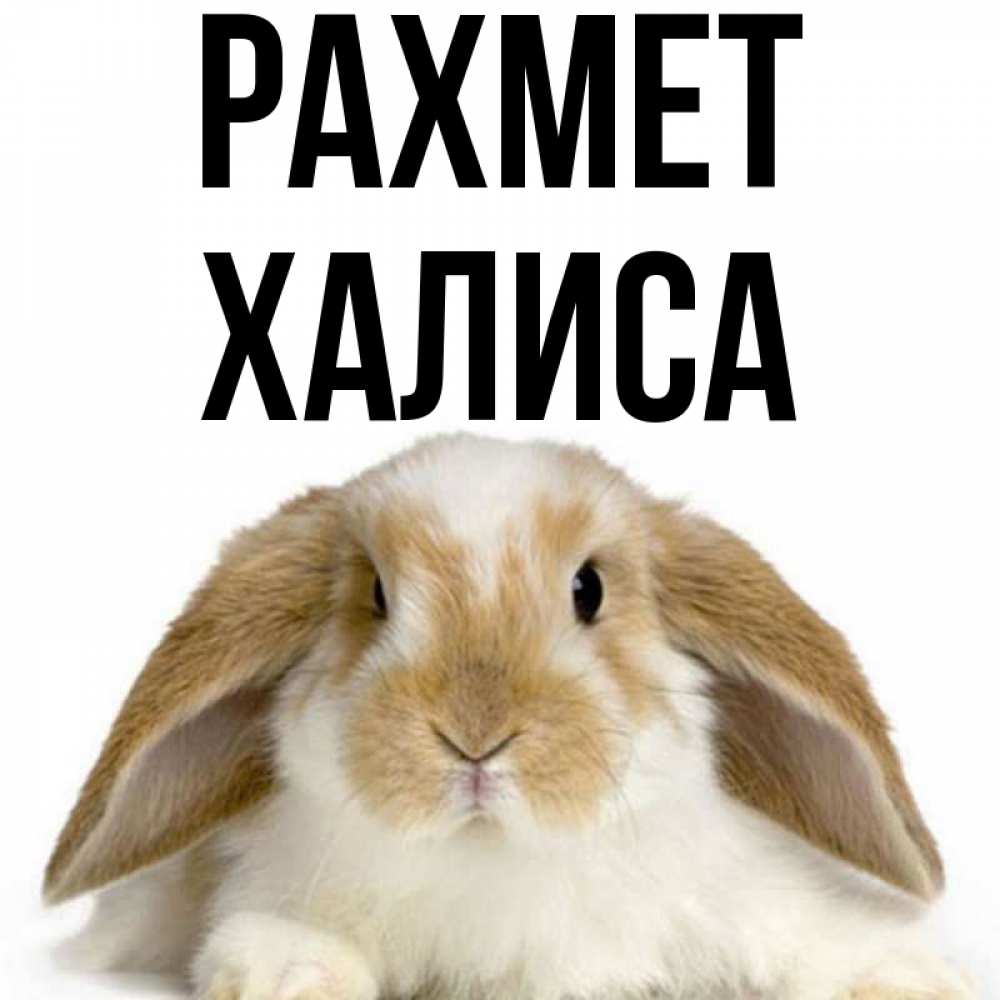 Күн сайын ашық хат с именем, ХАЛИСА рахмет коричнево белый заяц Онлайн тегін жүктеп алу тілектері бар керемет карта 