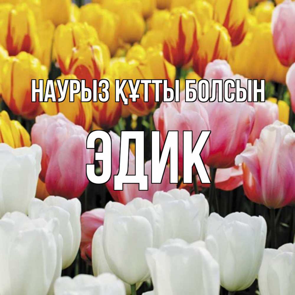 Күн сайын ашық хат с именем, Эдик Наурыз құтты болсын разноцветные цветы Онлайн тегін жүктеп алу тілектері бар керемет карта 