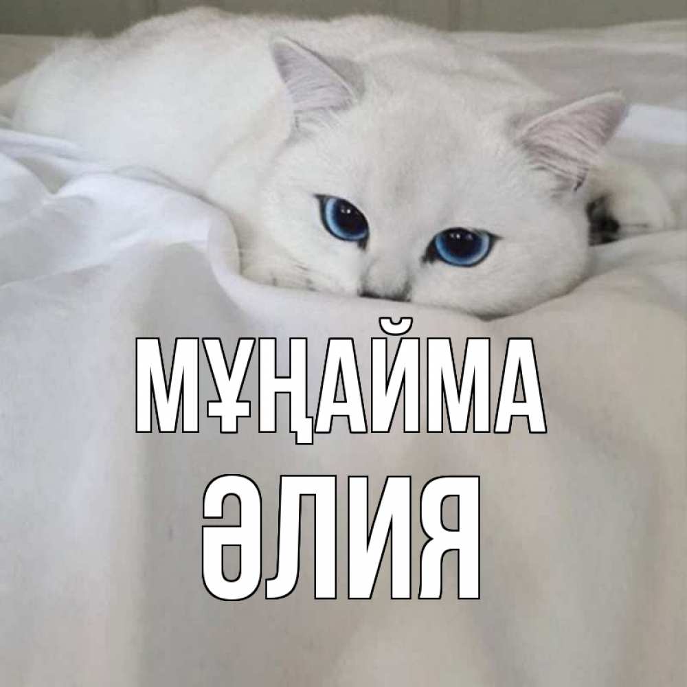 Күн сайын ашық хат с именем, ӘЛИЯ Мұңайма белый кот с голубыми глазами на белоснежной кровати Онлайн тегін жүктеп алу тілектері бар керемет карта 
