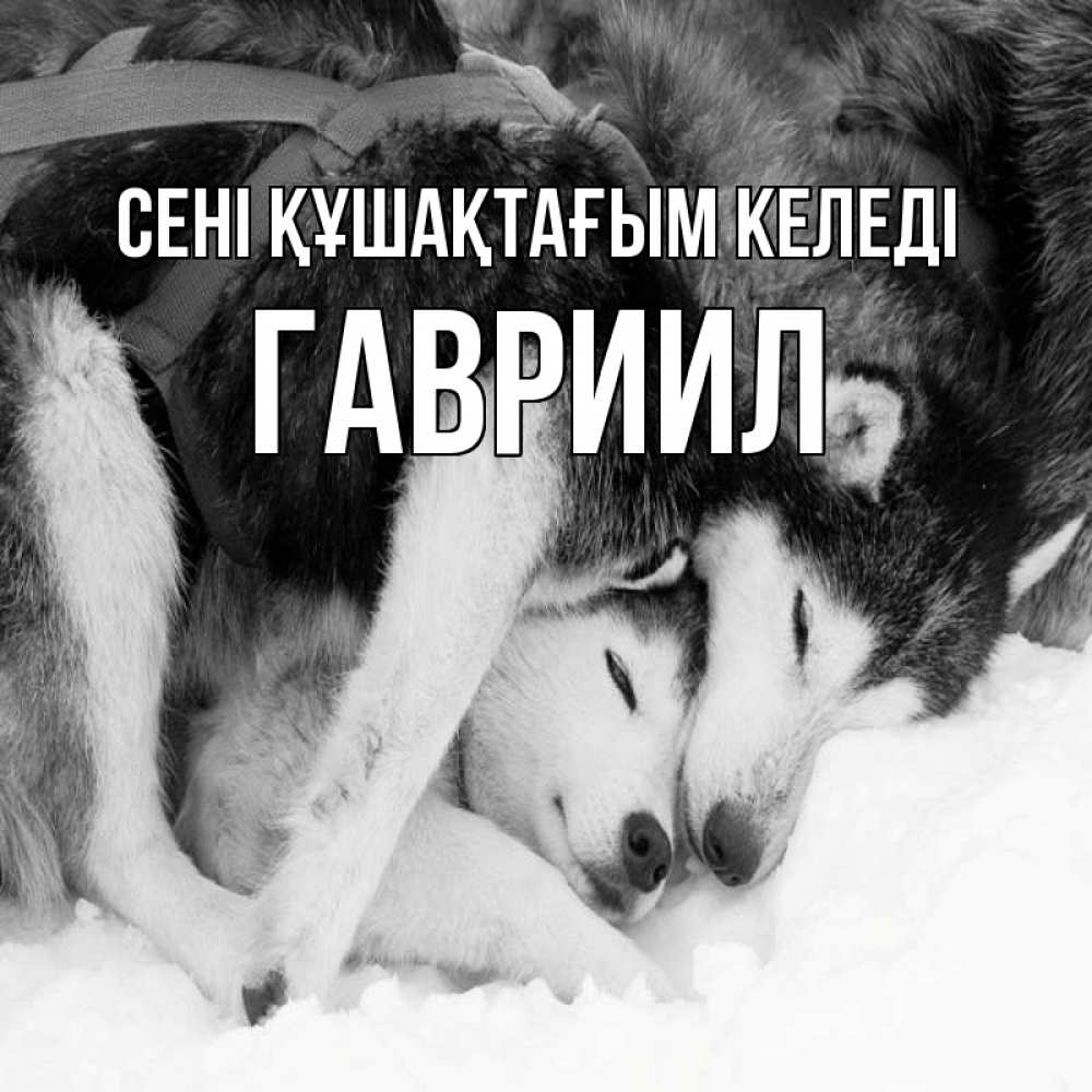 Күн сайын ашық хат с именем, Гавриил сені құшақтағым келеді собачки в упряжке Онлайн тегін жүктеп алу тілектері бар керемет карта 