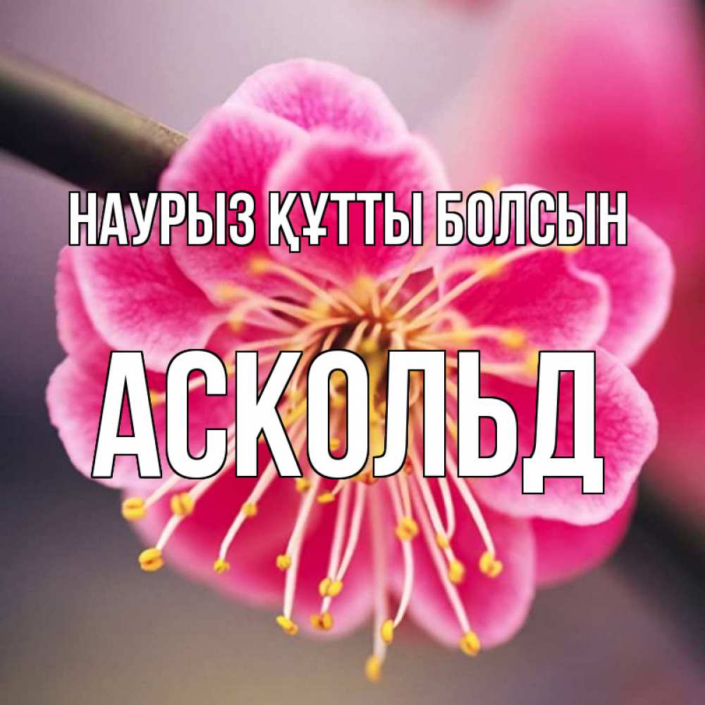 Күн сайын ашық хат с именем, Аскольд Наурыз құтты болсын цветы Онлайн тегін жүктеп алу тілектері бар керемет карта 