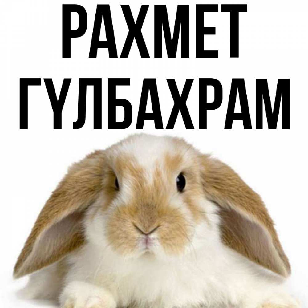 Күн сайын ашық хат с именем, ГҮЛБАХРАМ рахмет коричнево белый заяц Онлайн тегін жүктеп алу тілектері бар керемет карта 