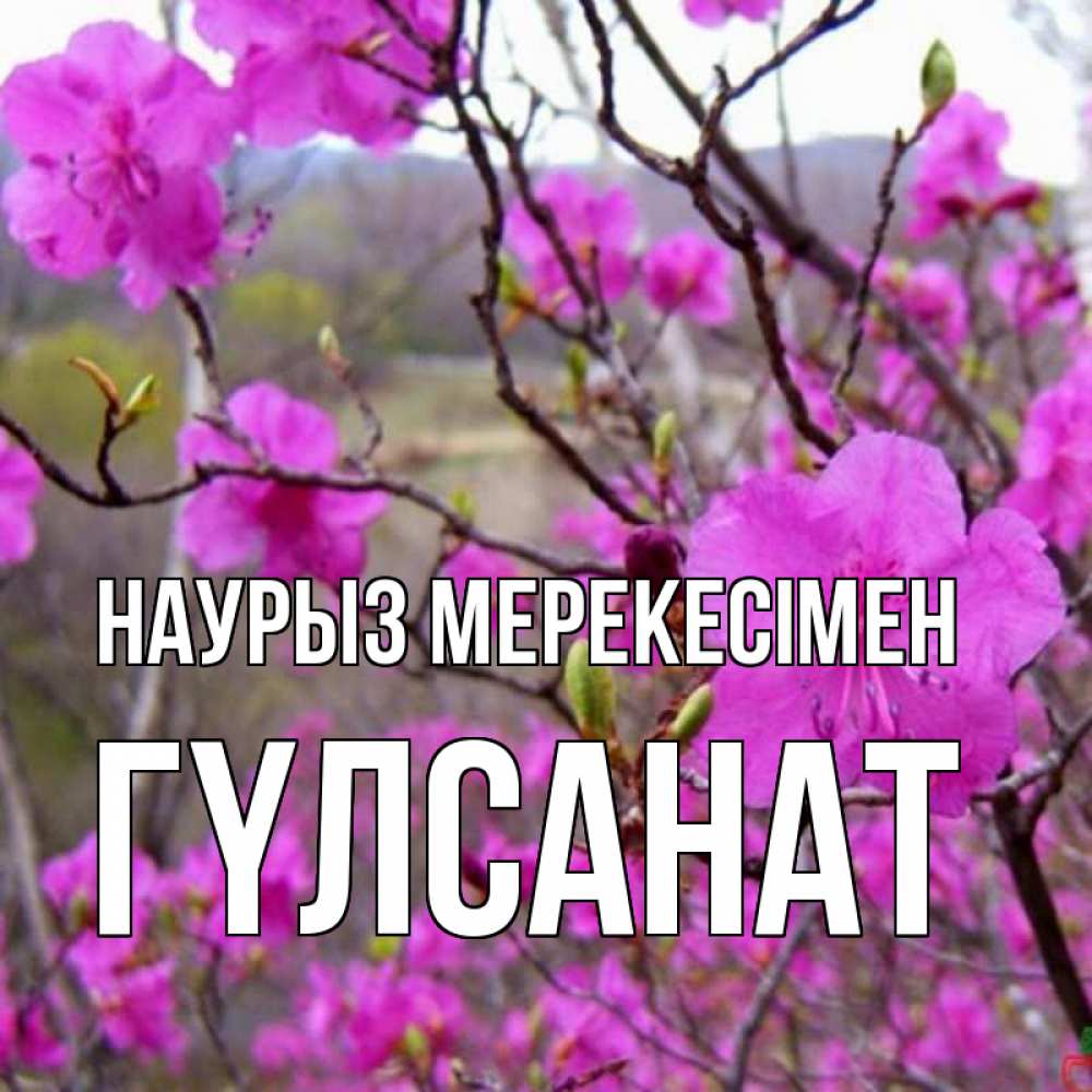 Күн сайын ашық хат с именем, ГҮЛСАНАТ Наурыз мерекесімен праздник весны наурыз Онлайн тегін жүктеп алу тілектері бар керемет карта 