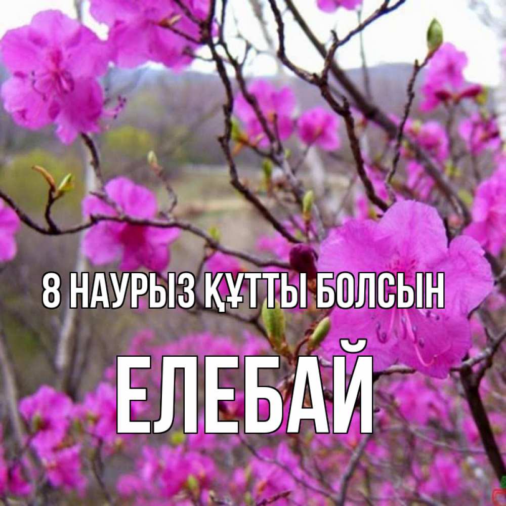 Күн сайын ашық хат с именем, Елебай 8 наурыз құтты болсын международный женский день Онлайн тегін жүктеп алу тілектері бар керемет карта 