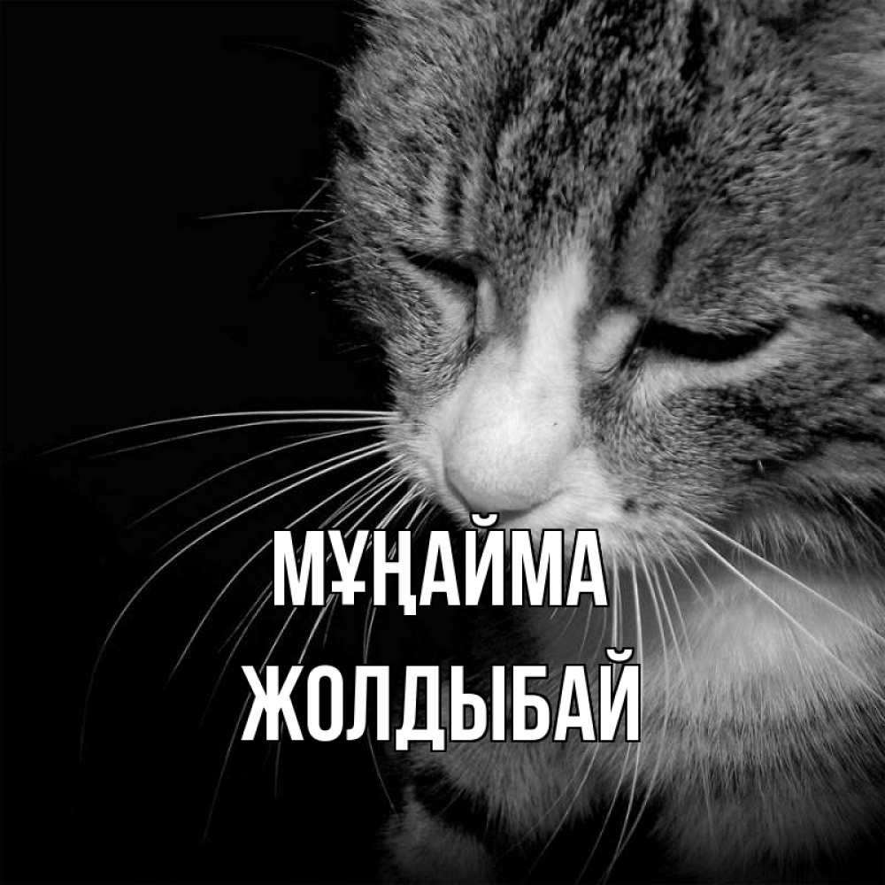 Күн сайын ашық хат с именем, Жолдыбай Мұңайма грустный котик Онлайн тегін жүктеп алу тілектері бар керемет карта 