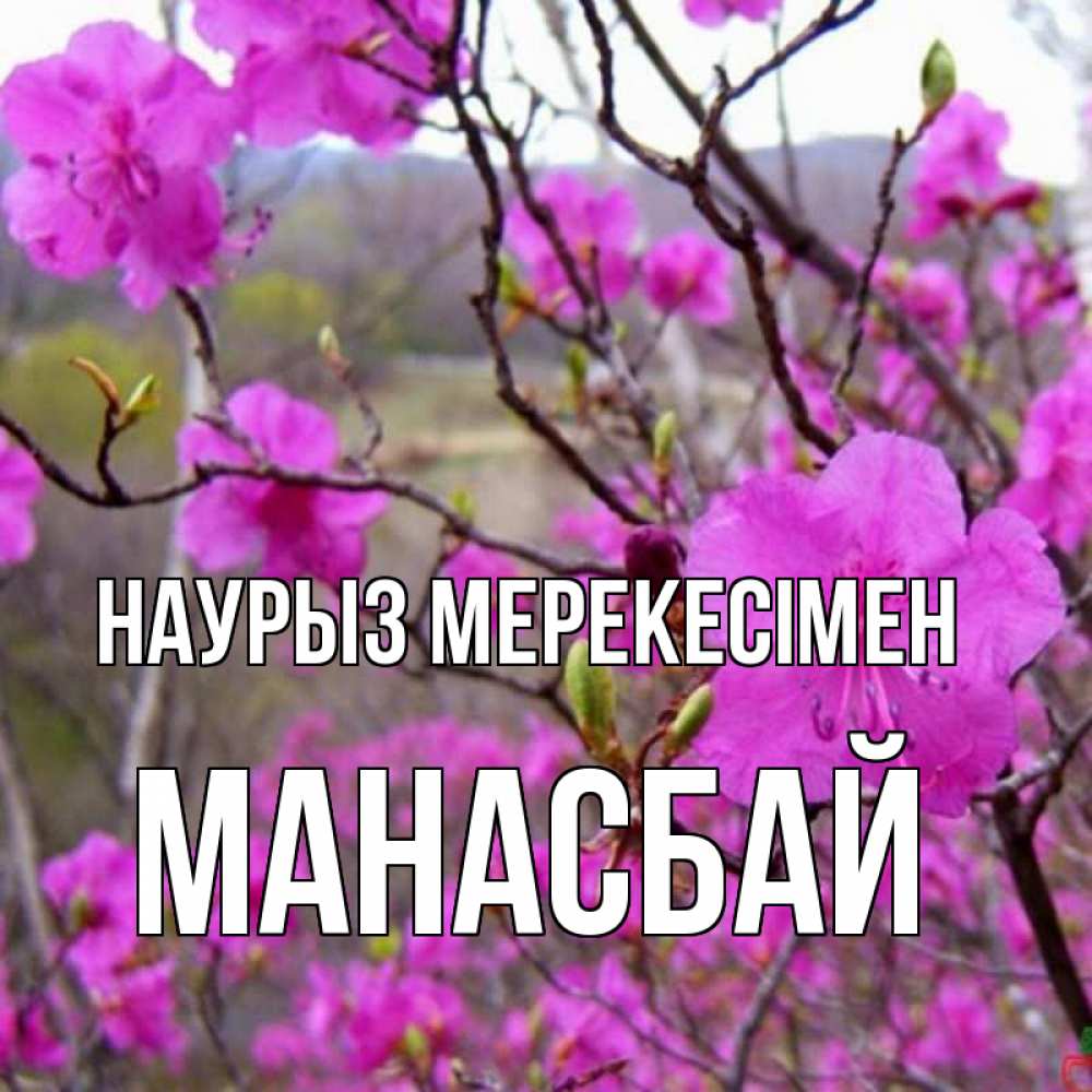 Күн сайын ашық хат с именем, МАНАСБАЙ Наурыз мерекесімен праздник весны наурыз Онлайн тегін жүктеп алу тілектері бар керемет карта 