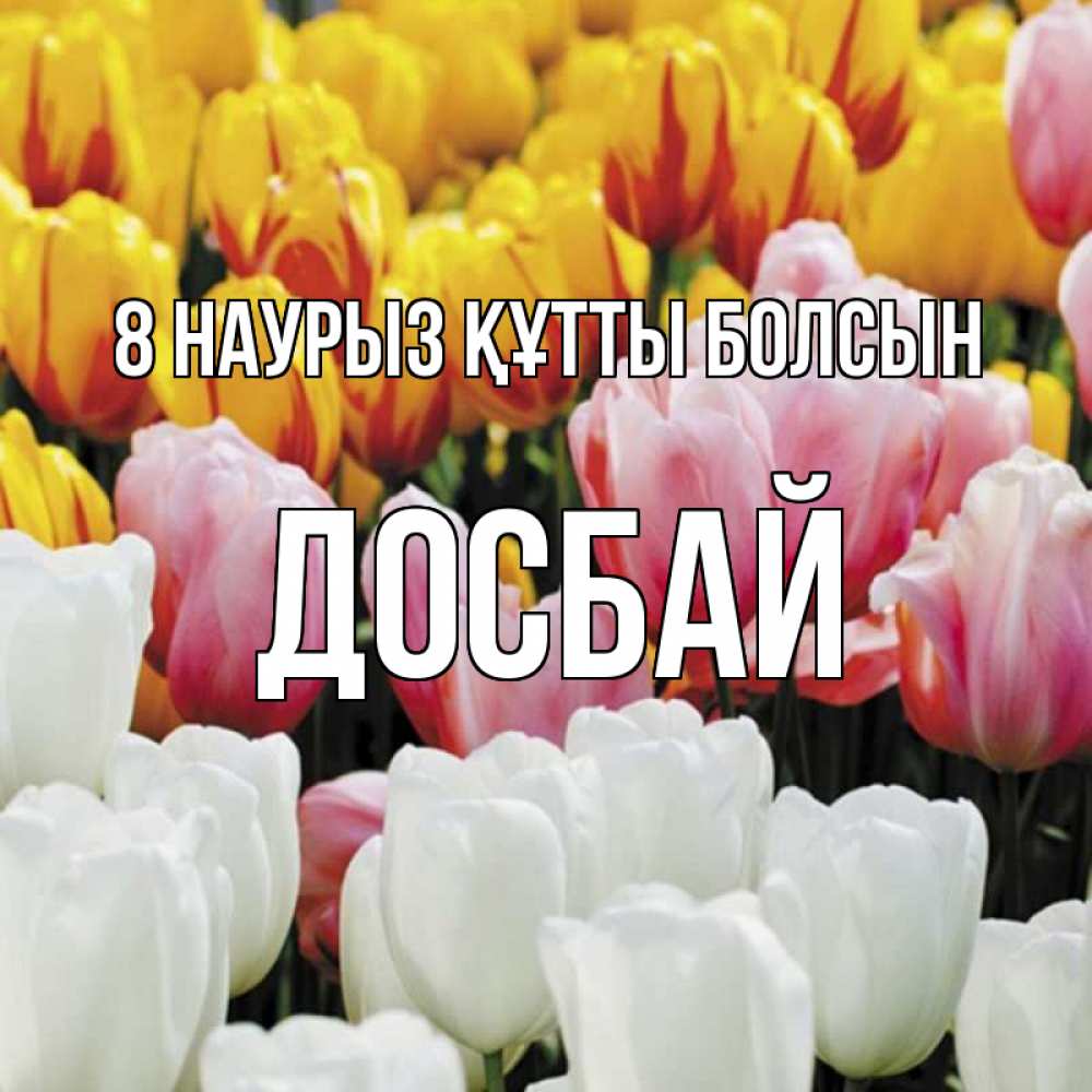 Күн сайын ашық хат с именем, Досбай 8 наурыз құтты болсын разноцветные цветы Онлайн тегін жүктеп алу тілектері бар керемет карта 