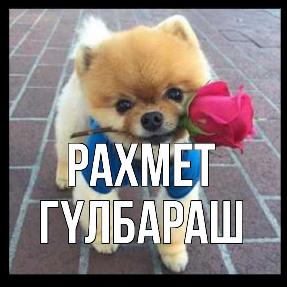 Күн сайын ашық хат с именем, ГҮЛБАРАШ рахмет спасибо и дарю тебе цветок Онлайн тегін жүктеп алу тілектері бар керемет карта 