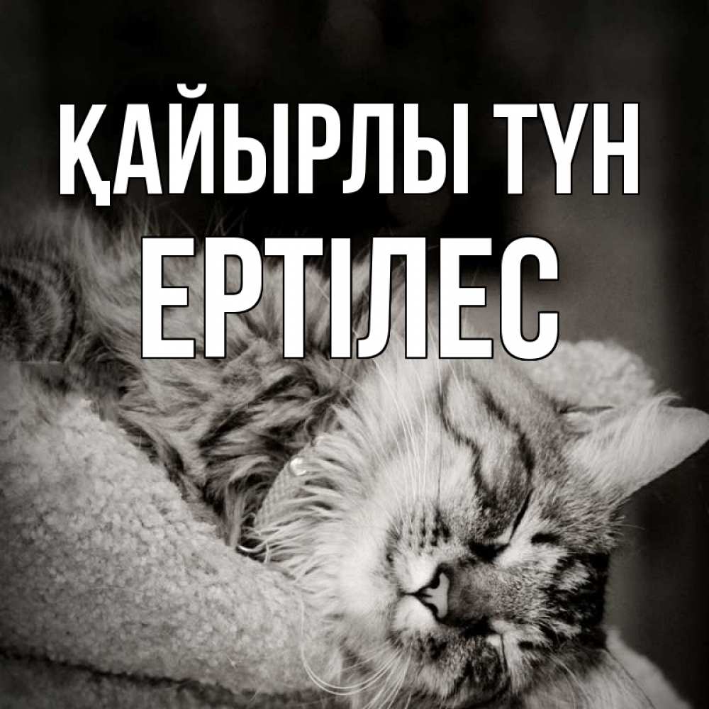 Күн сайын ашық хат с именем, Ертілес Қайырлы түн котярик пушистый Онлайн тегін жүктеп алу тілектері бар керемет карта 