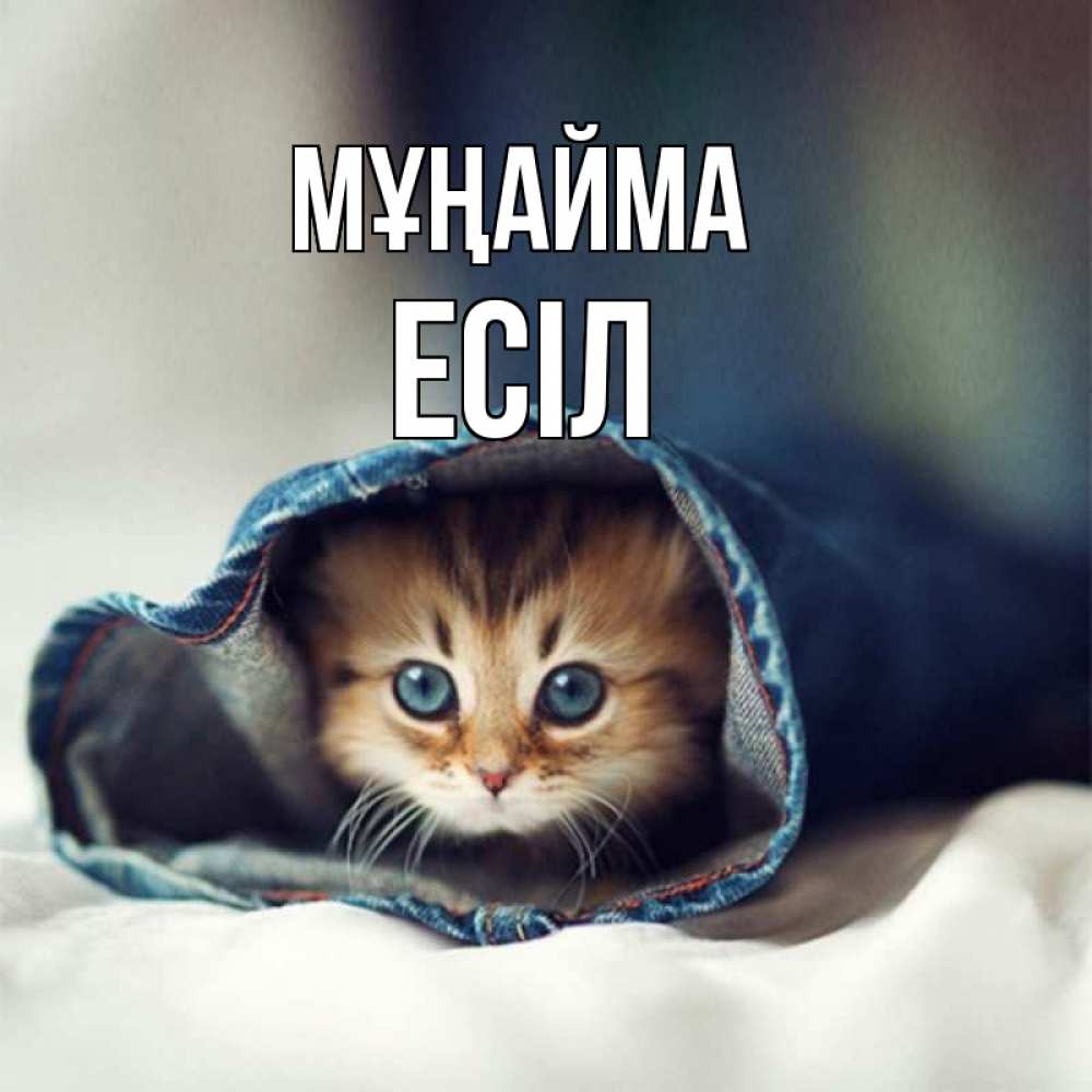 Күн сайын ашық хат с именем, Есіл Мұңайма рыжик котик Онлайн тегін жүктеп алу тілектері бар керемет карта 