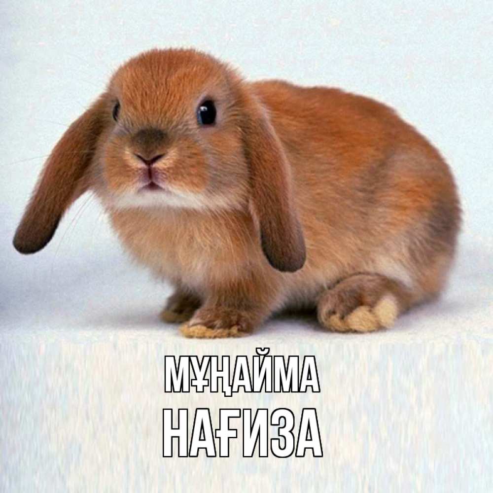 Күн сайын ашық хат с именем, НАҒИЗА Мұңайма рыжий зая Онлайн тегін жүктеп алу тілектері бар керемет карта 