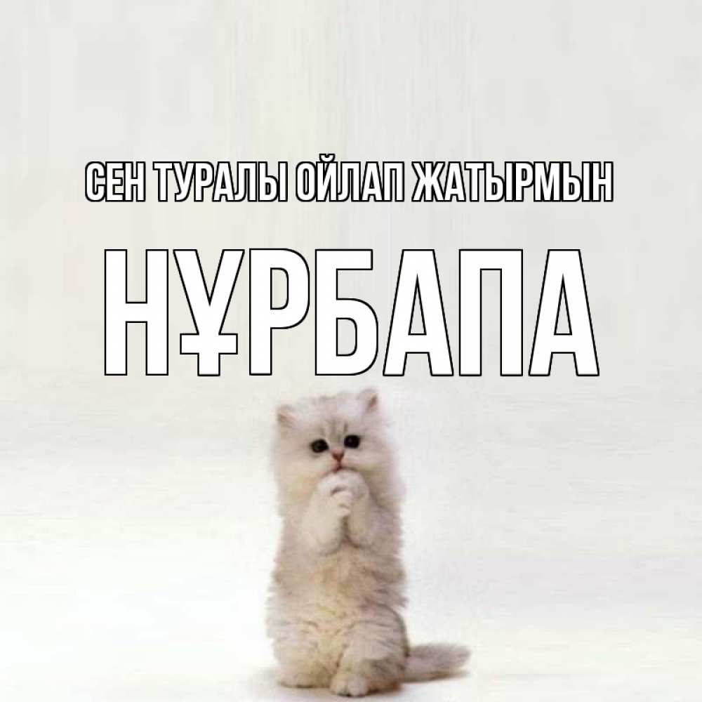 Күн сайын ашық хат с именем, НҰРБАПА Сен туралы ойлап жатырмын кот стоит на задних лапах Онлайн тегін жүктеп алу тілектері бар керемет карта 