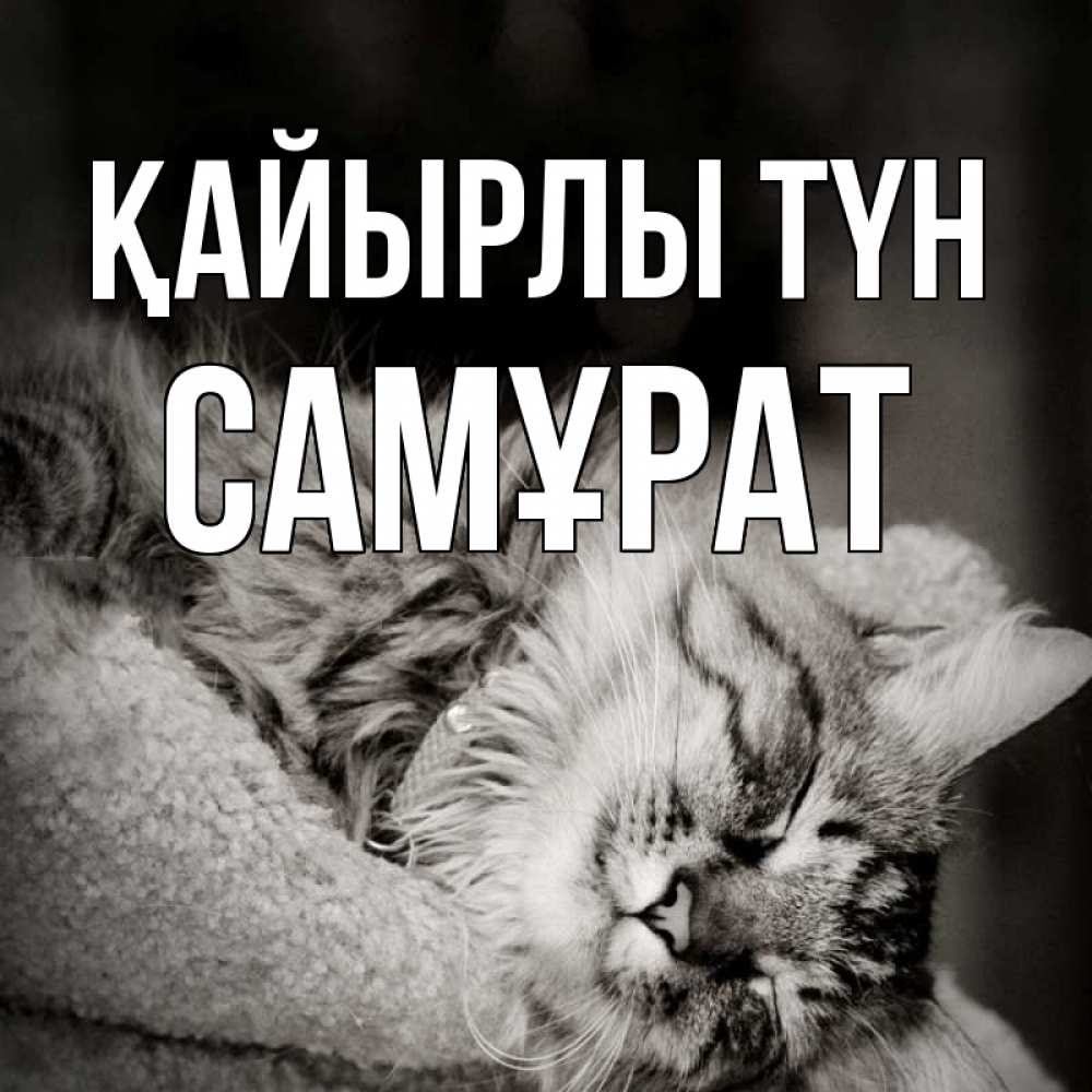 Күн сайын ашық хат с именем, САМҰРАТ Қайырлы түн котярик пушистый Онлайн тегін жүктеп алу тілектері бар керемет карта 