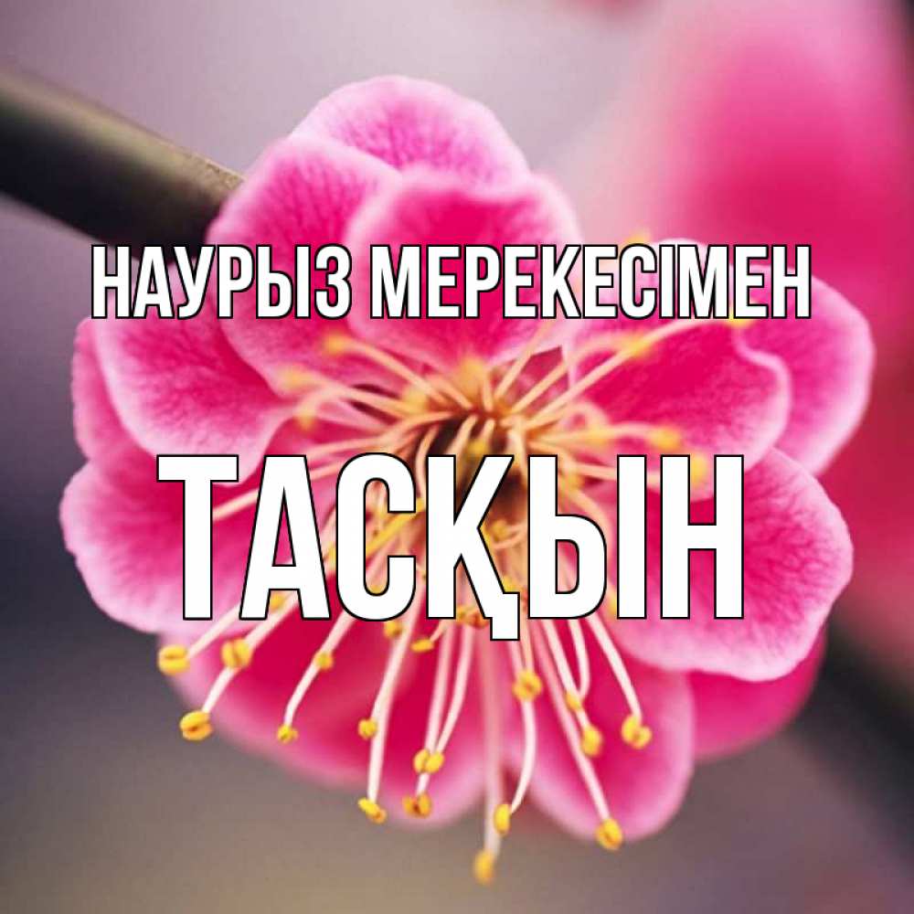 Күн сайын ашық хат с именем, ТАСҚЫН Наурыз мерекесімен цветы Онлайн тегін жүктеп алу тілектері бар керемет карта 