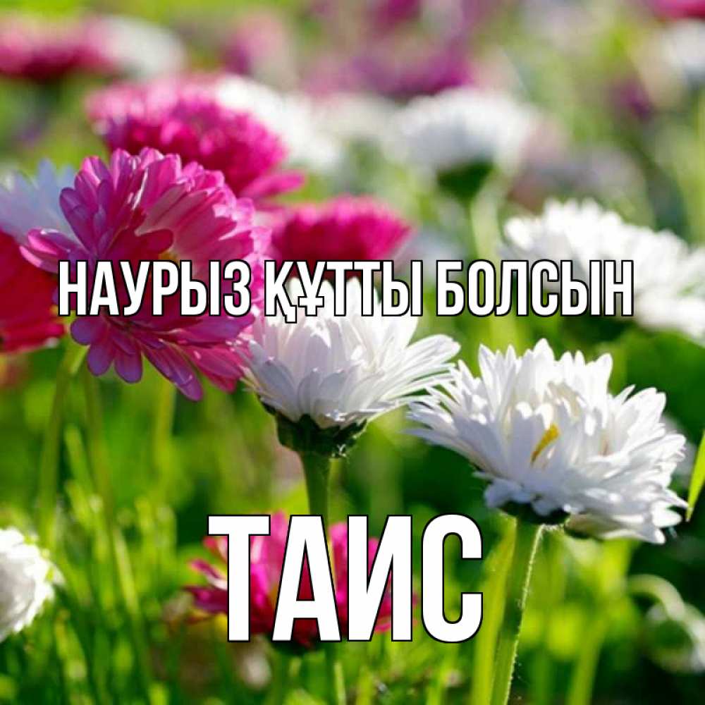 Күн сайын ашық хат с именем, Таис Наурыз құтты болсын наурыз Онлайн тегін жүктеп алу тілектері бар керемет карта 
