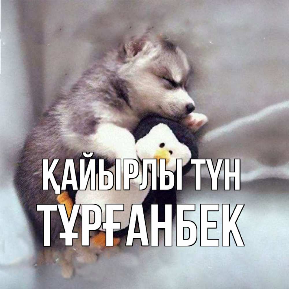 Күн сайын ашық хат с именем, ТҰРҒАНБЕК Қайырлы түн обнимашки щенка и пингвина Онлайн тегін жүктеп алу тілектері бар керемет карта 