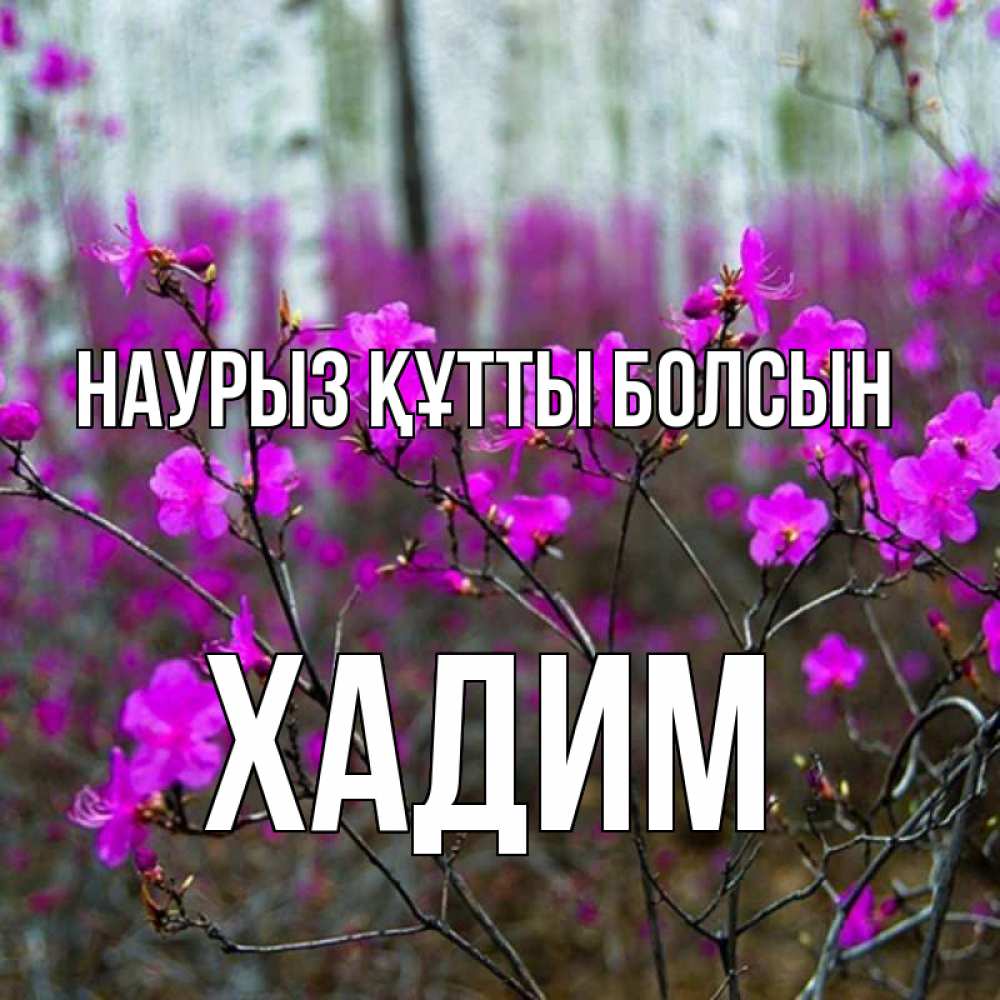 Күн сайын ашық хат с именем, ХАДИМ Наурыз құтты болсын дикие цветы Онлайн тегін жүктеп алу тілектері бар керемет карта 